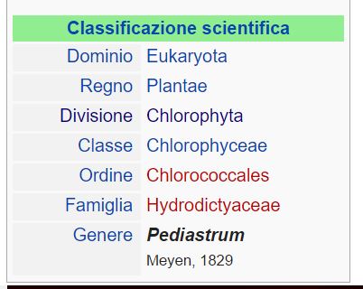 alga verde Pediastrum sp.